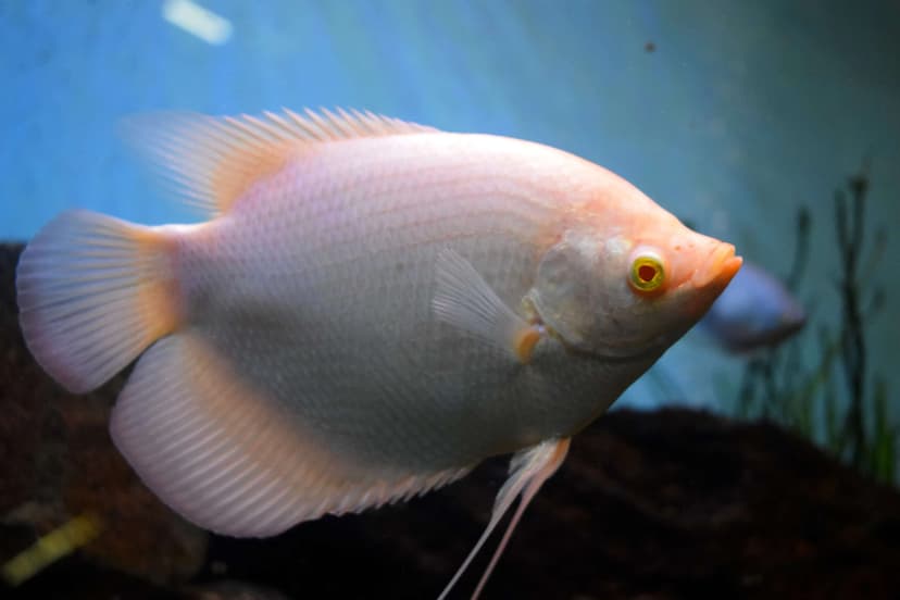 Giant Gourami