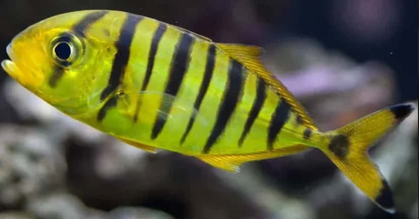 Golden Trevally