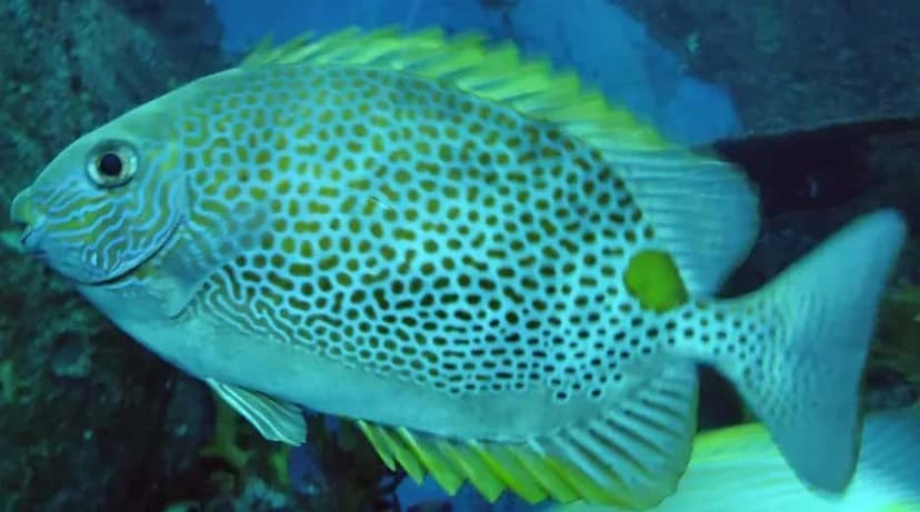 Rabbitfish