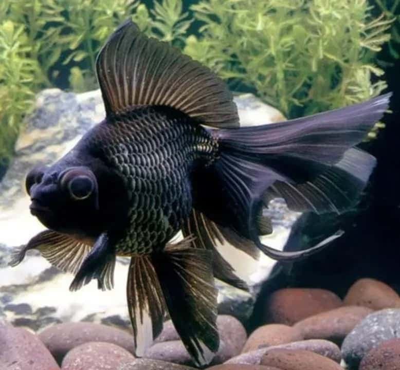 Black Goldfish (Black Moor)