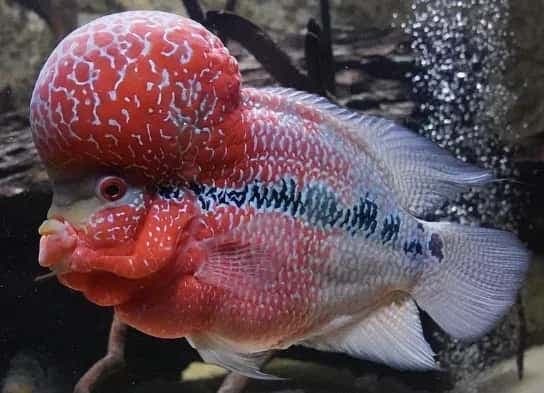 Flowerhorn Cichlid
