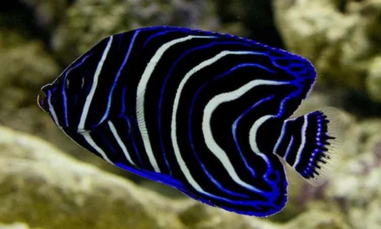 Koran Angelfish