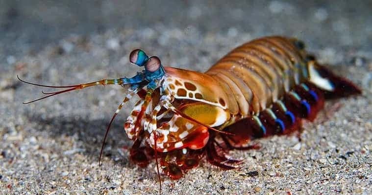 Mantis Shrimp