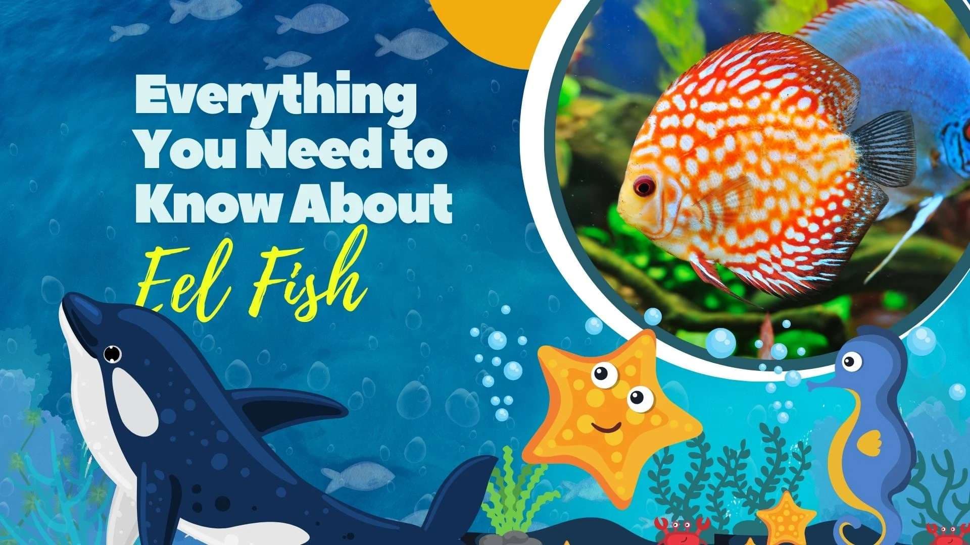 Everything You Need to Know About Eel Fish