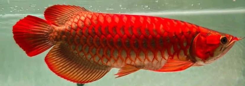 Super Red Arowana