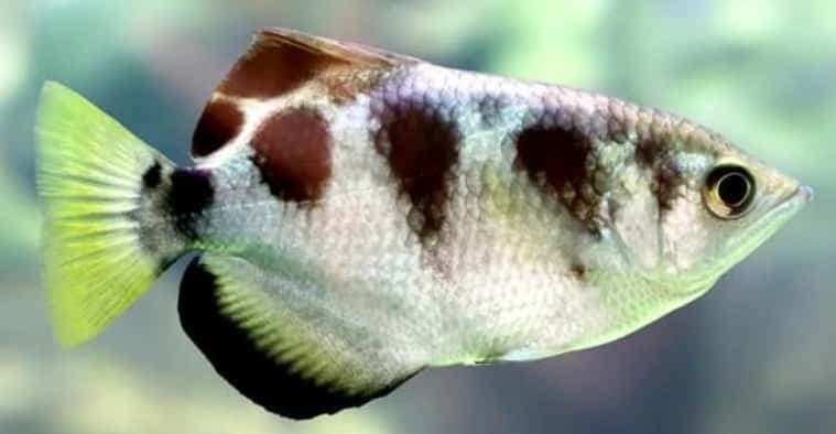 Archerfish