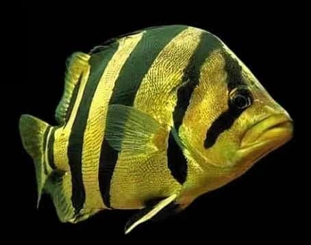 Siamese Tiger Perch