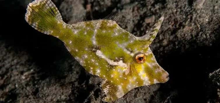 Filefish