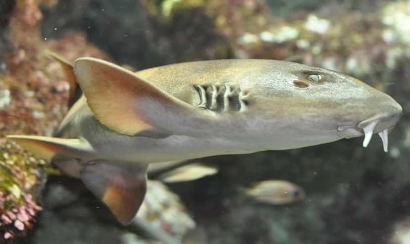 Bamboo Shark
