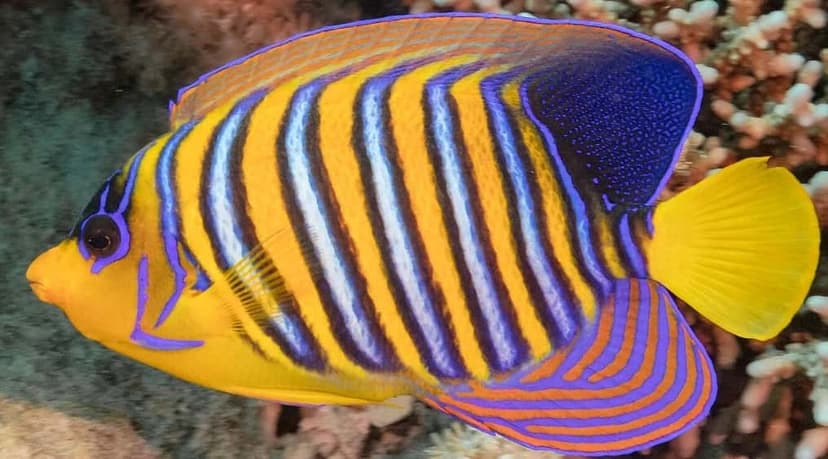 Royal Angelfish