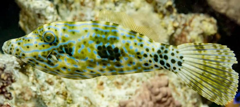 Scrawled Filefish