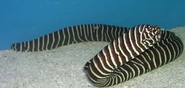 Zebra Moray Eel