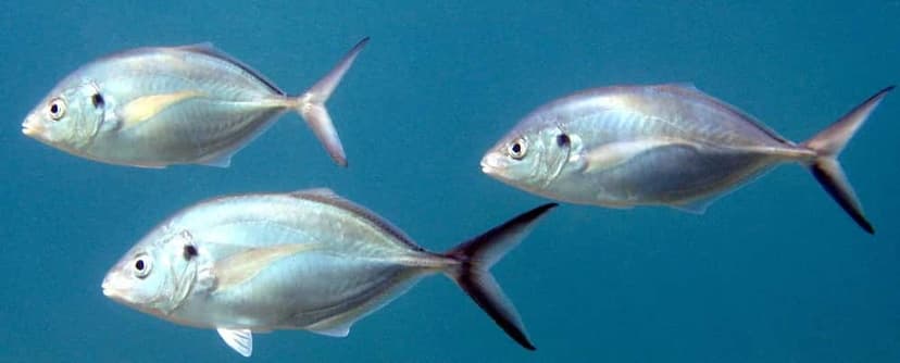 Silver Trevally