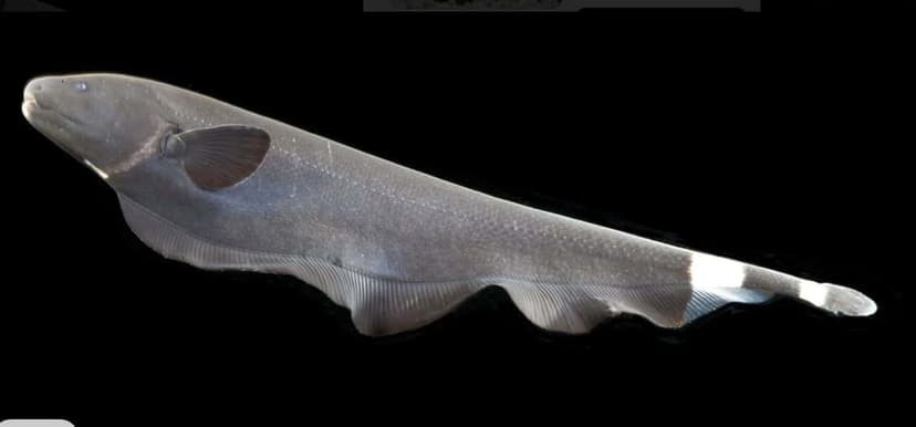 African Butterfly Fish (Featherfish)