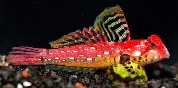 Red Scooter Goby
