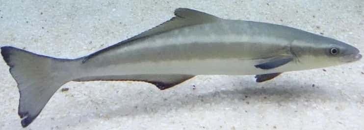 Cobia