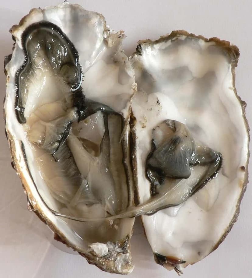 Oyster