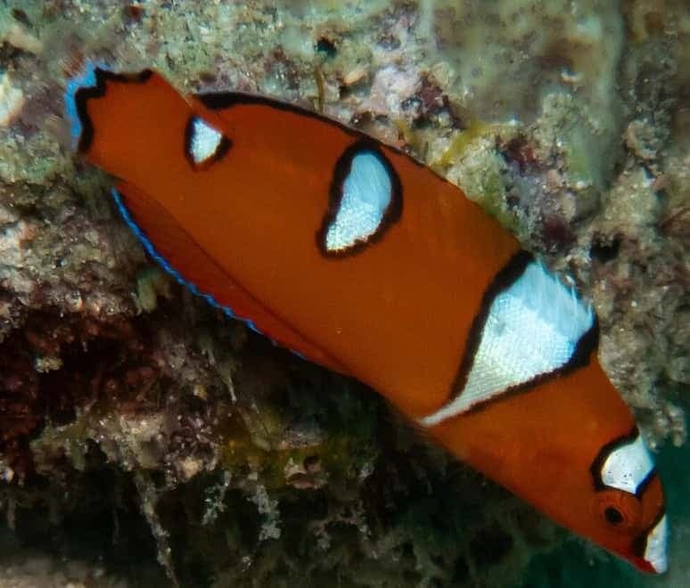 Red Coris Wrasse