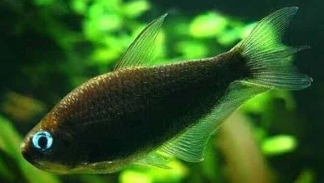 Black Emperor Tetra