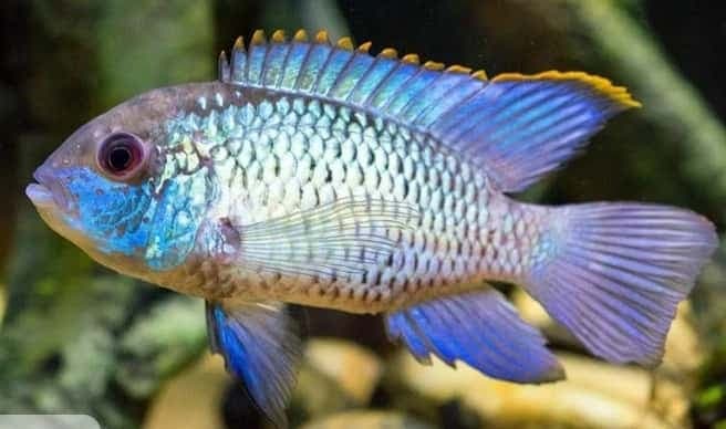 Blue Acara