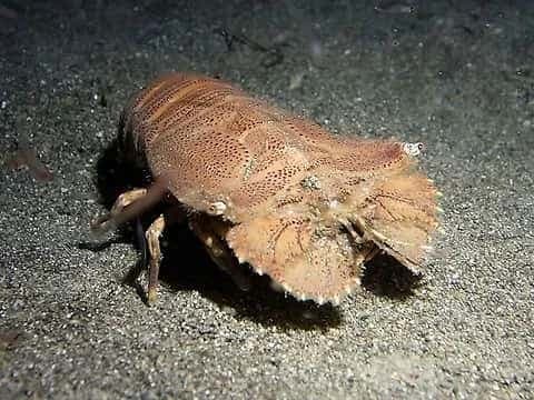 Slipper Lobster