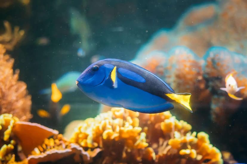 Regal Tang