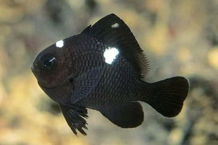 Three Spot Damselfish