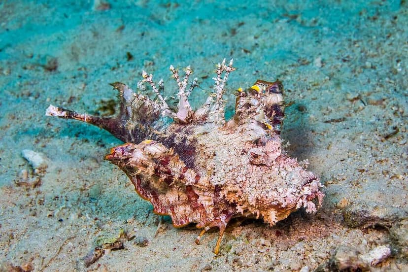 Demon Stingerfish