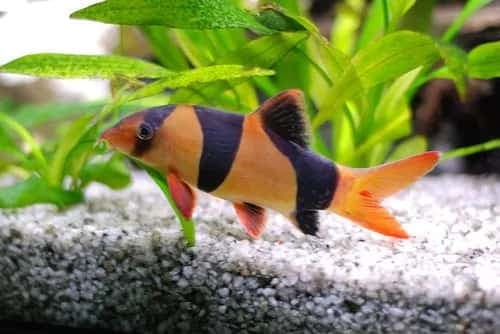 Clown Loach