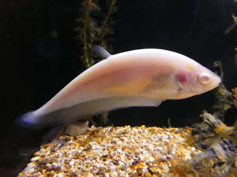 Albino Clown Knifefish
