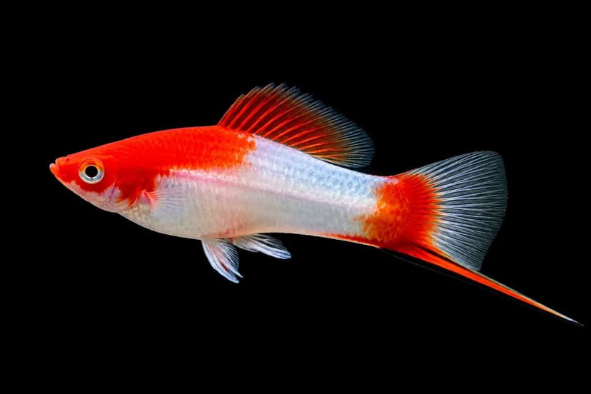 Santa Claus Swordtail