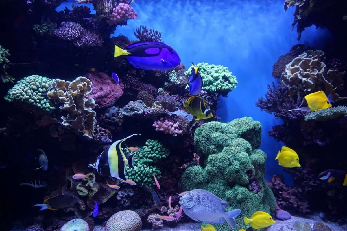 View inside Aquarium Paradise with marine life