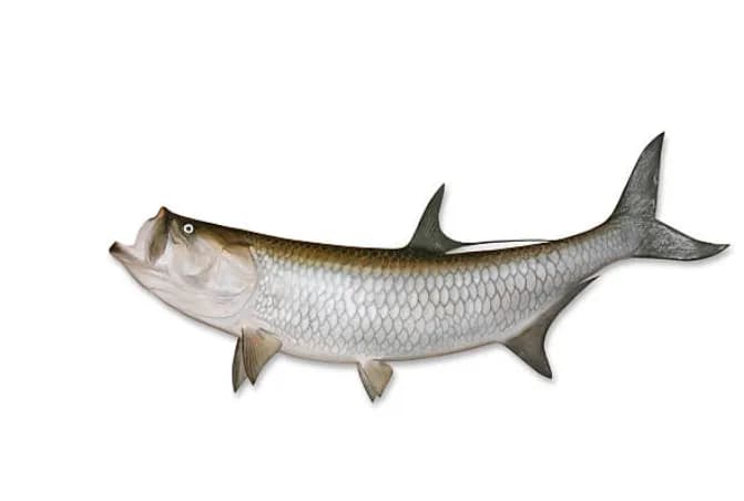 Tarpon