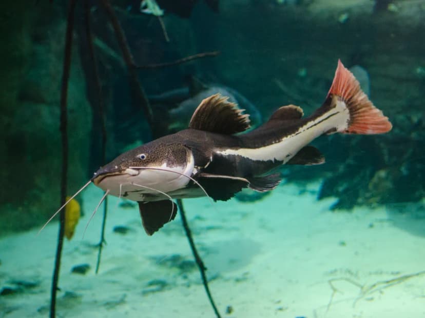Redtail Catfish