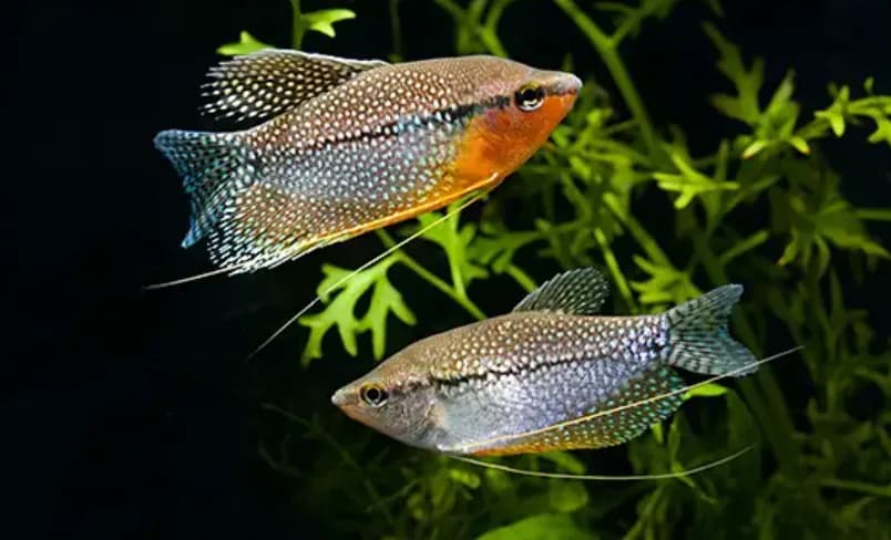 Pearl Gourami