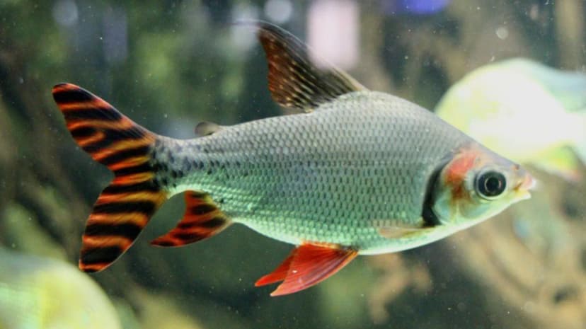 Flagtail fish