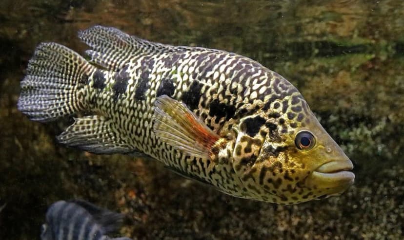 Jaguar Cichlid