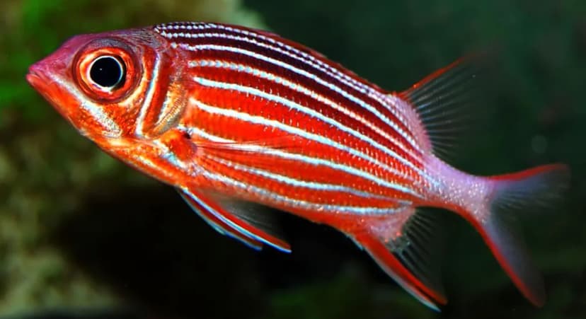 Squirrelfish