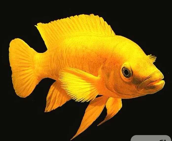 Electric Yellow Hap Cichlid