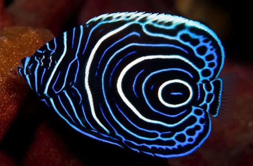 Emperor Angelfish