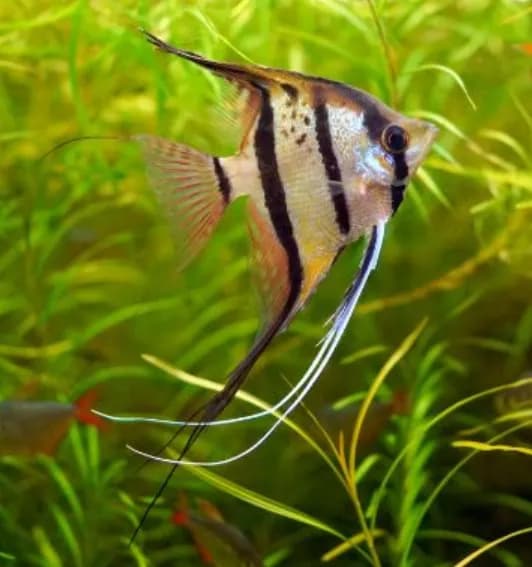 Angelfish
