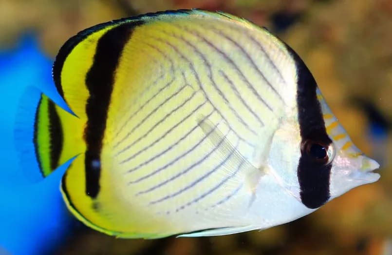 Vagabond Butterflyfish