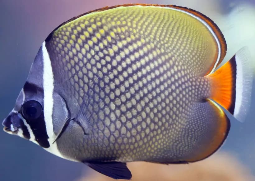 Pakistani Butterflyfish