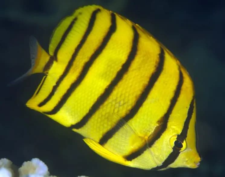 Eightband Butterflyfish