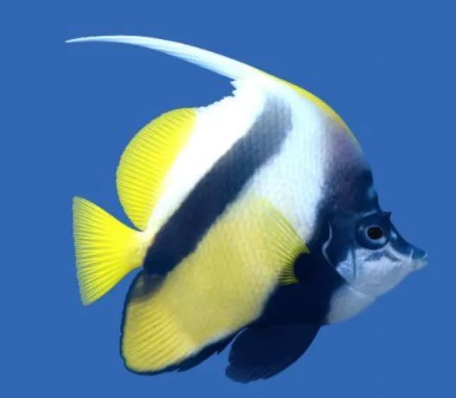 Bannerfish