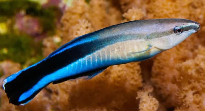 Bluestreak Cleaner Wrasse