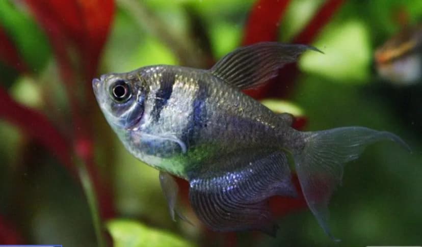 Widow Tetra (Black Skirt Tetra)