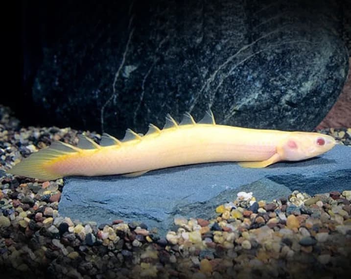 Senegal Bichir