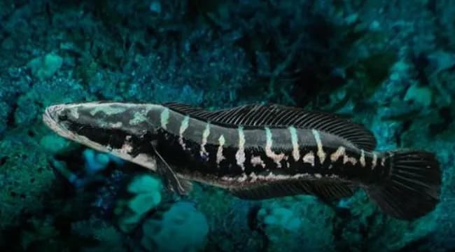 Giant Snakehead