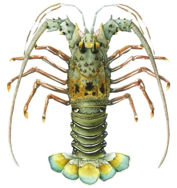 Green Lobster